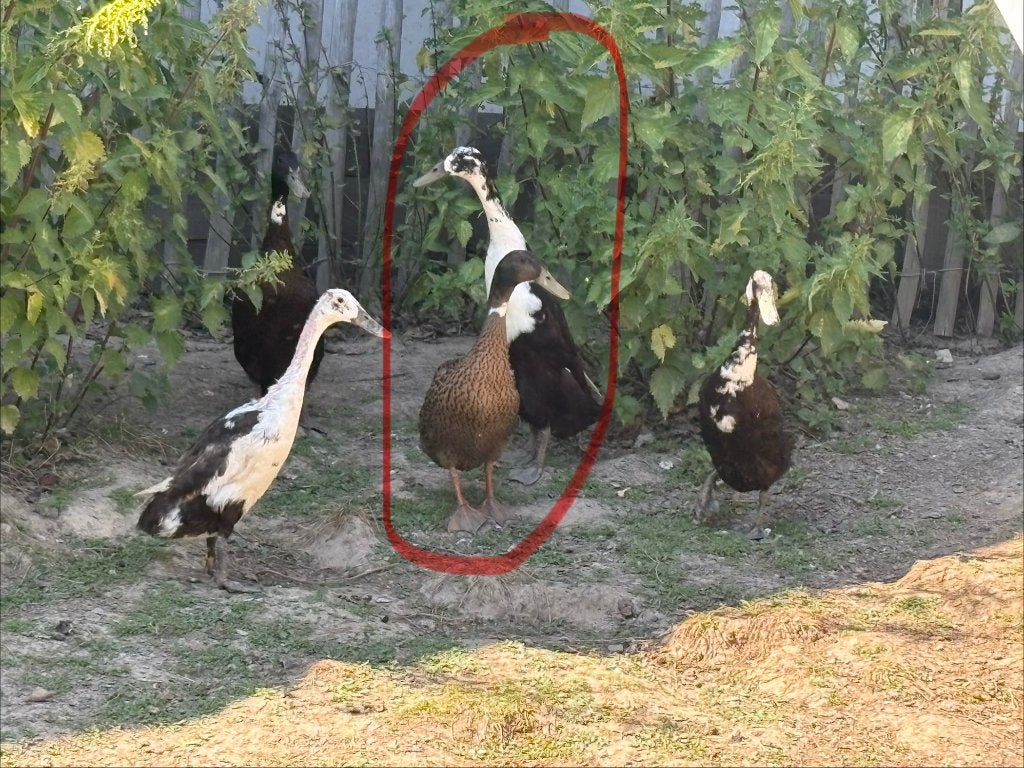Indische loopeenden raszuiver, Dieren en Toebehoren, Pluimvee, Mannelijk, Eend
