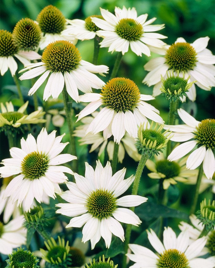 Echinacea purpurea 'Primadonna White', Tuin en Terras, Volle zon, Vaste plant, Zomer, Ophalen
