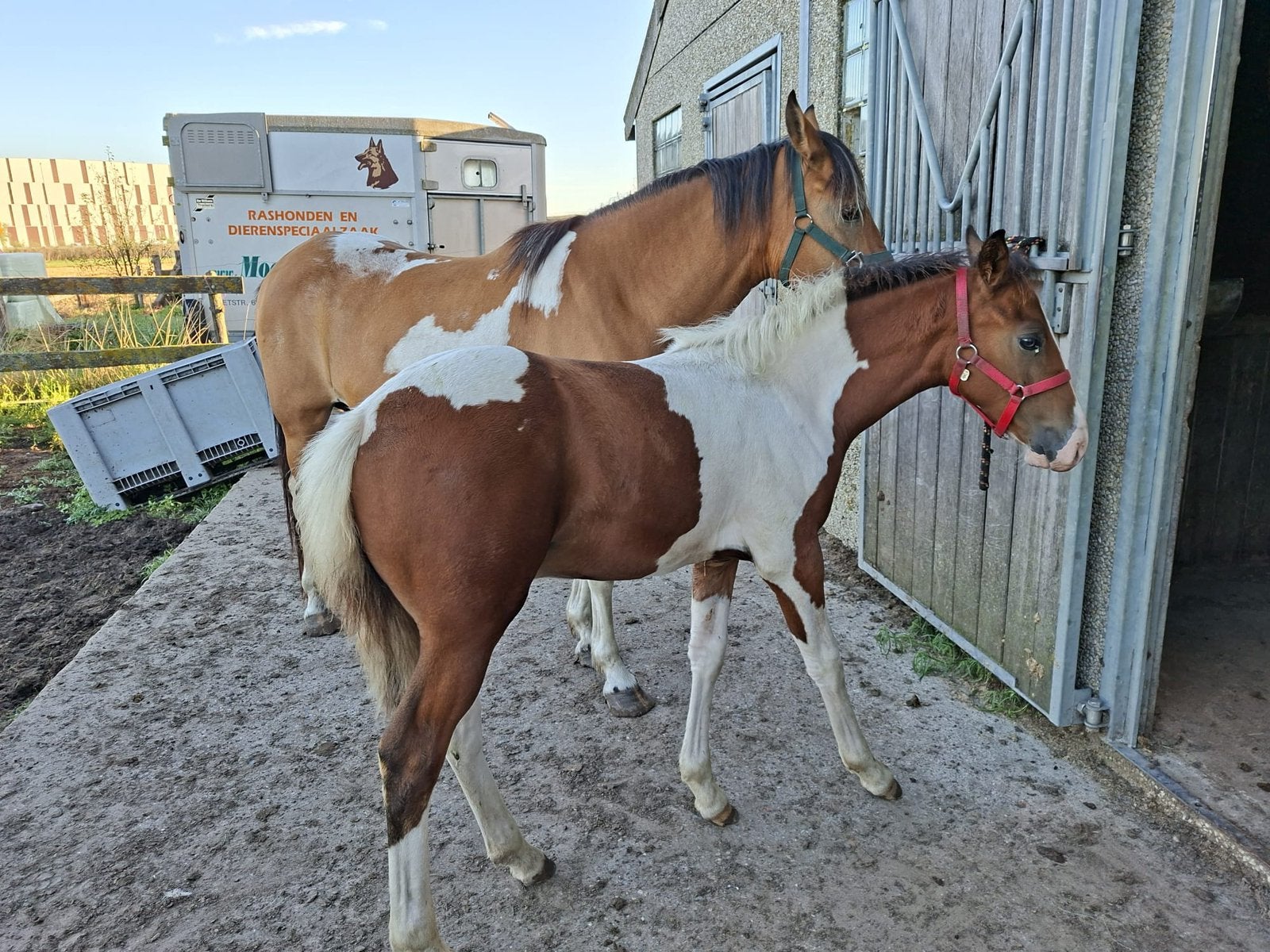 Recreatie pony, Dieren en Toebehoren, Merrie, Met stamboom, Zadelmak, 7 tot 10 jaar