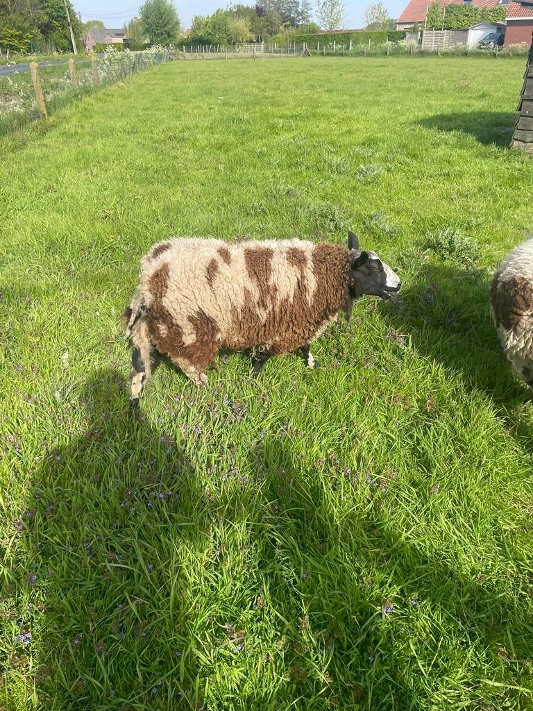 Baggerbonte ramlam 8maanden oud, Dieren en Toebehoren, Schapen, Geiten en Varkens, Mannelijk, Schaap, 0 tot 2 jaar