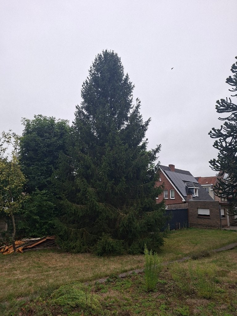 arbre de Noël, Enlèvement