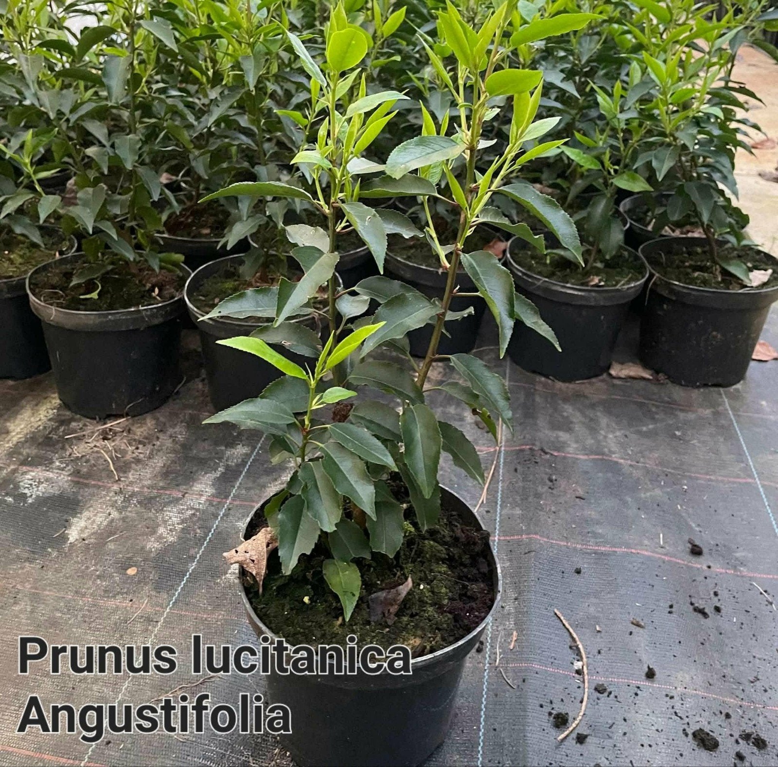 ‼️prunus lusitanica angustifolia 40/60 aan stuntprijzen‼️, Jardin & Terrasse, Plantes | Arbustes & Haies, Enlèvement, Taxus
