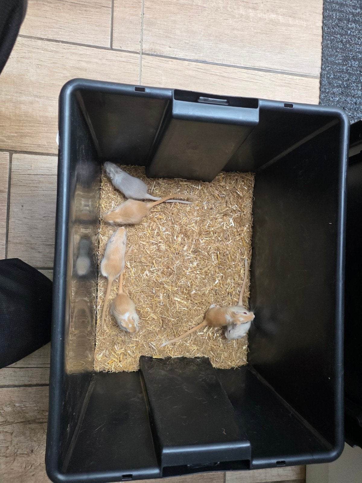 gerbils te koop 6 stuks 30eu, Tuin en Terras, Ophalen of Verzenden