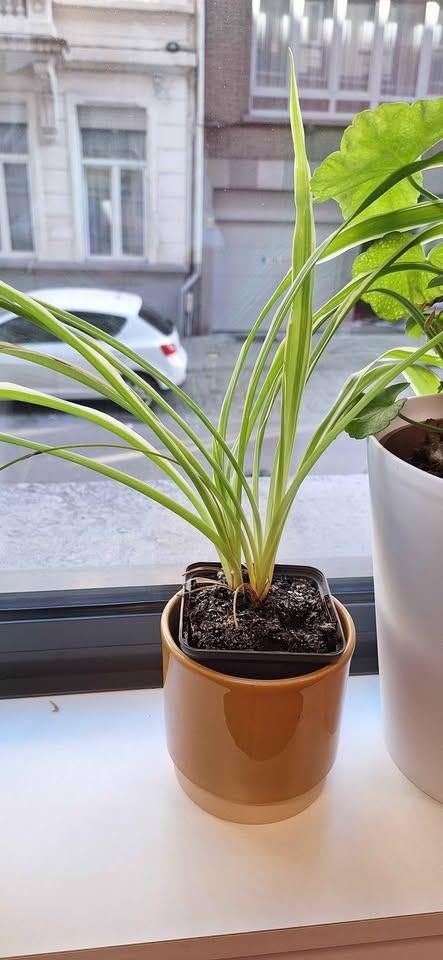Graslelie plantjes, Huis en Inrichting, Kamerplanten, Overige soorten, Ophalen