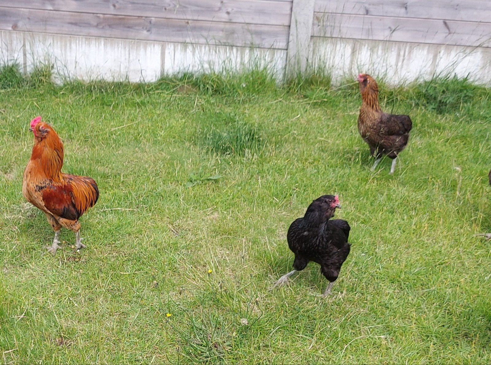 araucana kippen Broedeieren, Dieren en Toebehoren, Vrouwelijk, Kip