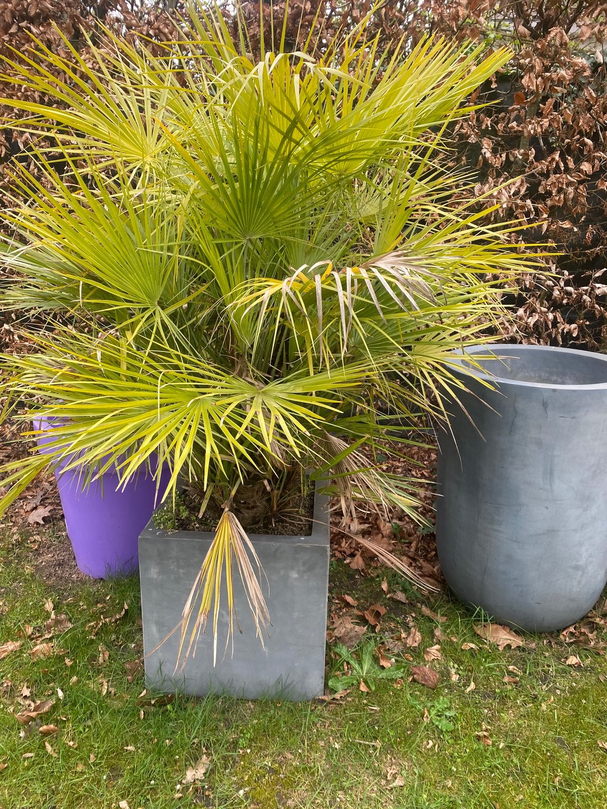 Palmboom Fortunei met pot, Tuin en Terras, Ophalen