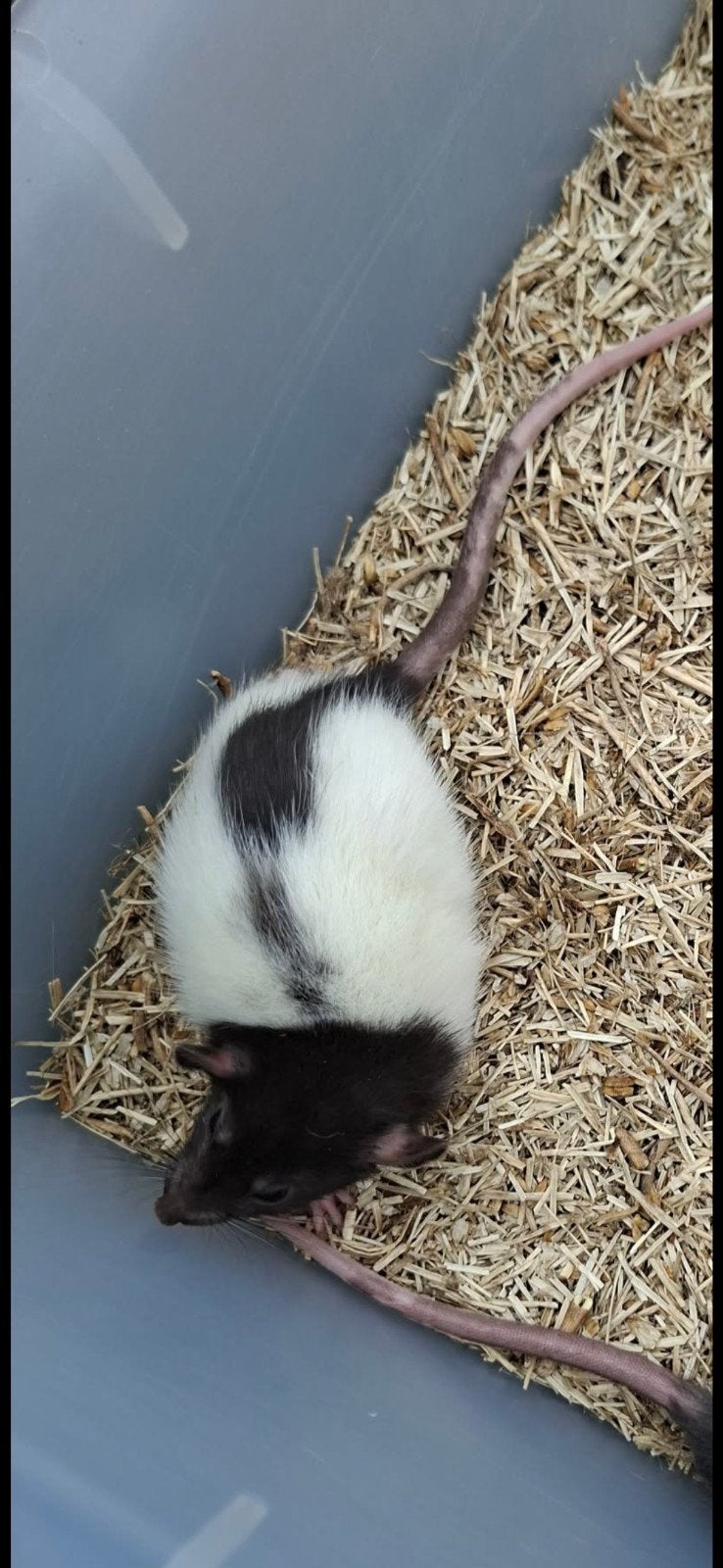 rat, Dieren en Toebehoren, Knaagdieren, Rat, Juli, Vrouwelijk, Tam