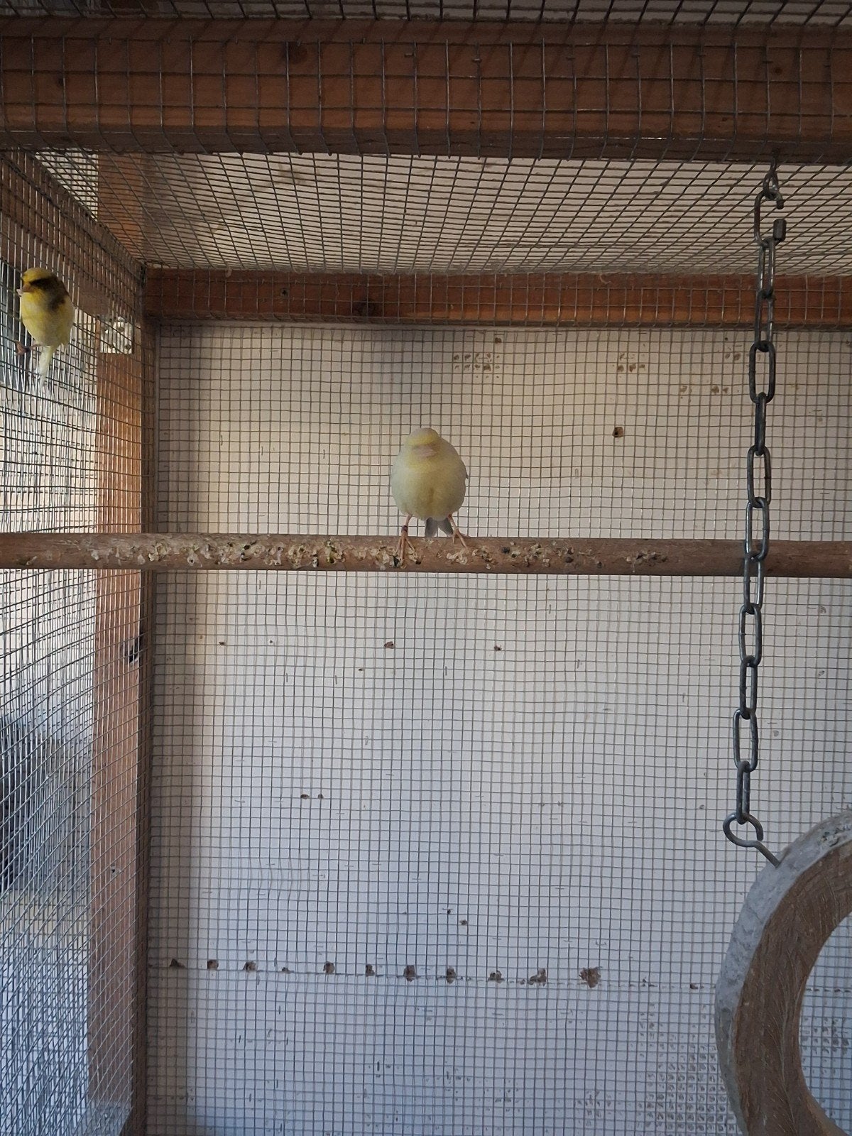 koppel kanaries, Dieren en Toebehoren