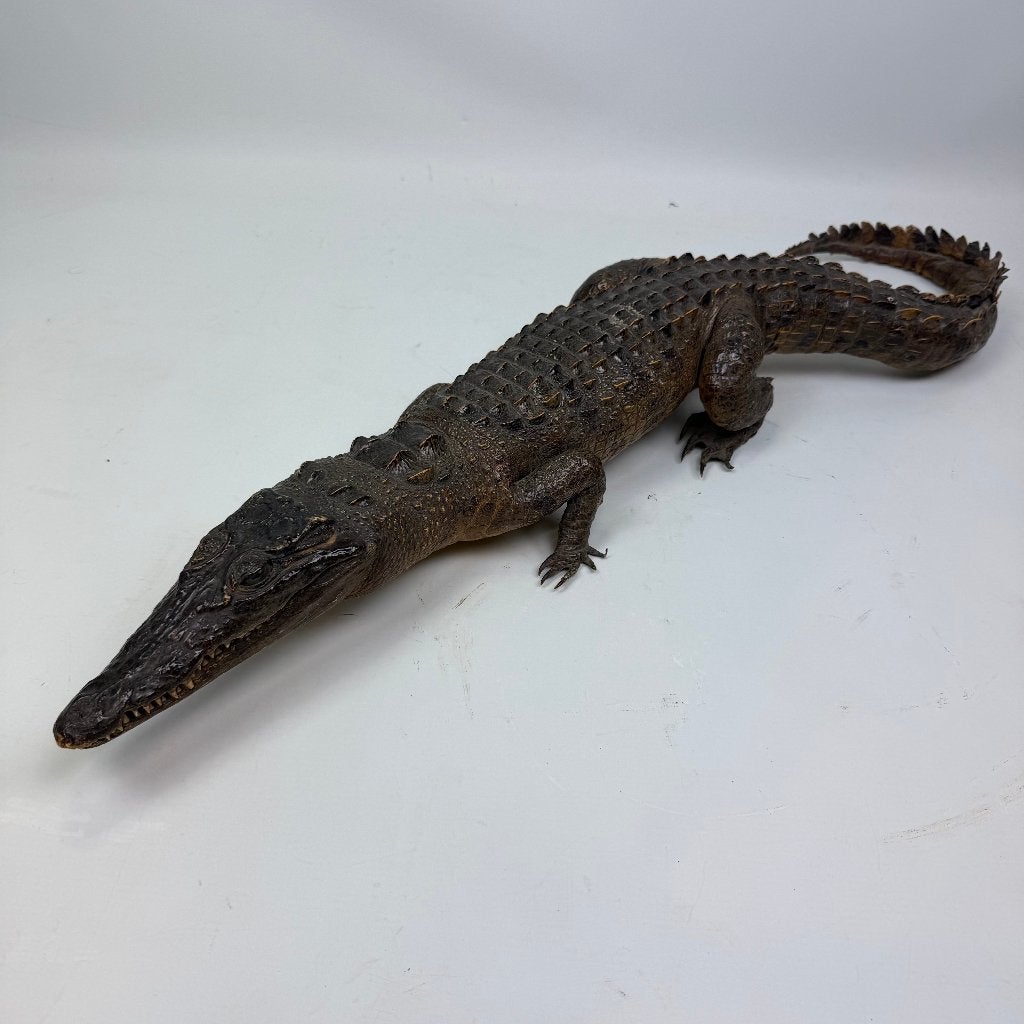 Taxidermie d'un caïman, Collections, Collections Animaux, Enlèvement ou Envoi, Utilisé, Animal sauvage, Animal empaillé