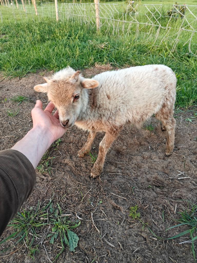 Ouessant ramlam, Dieren en Toebehoren