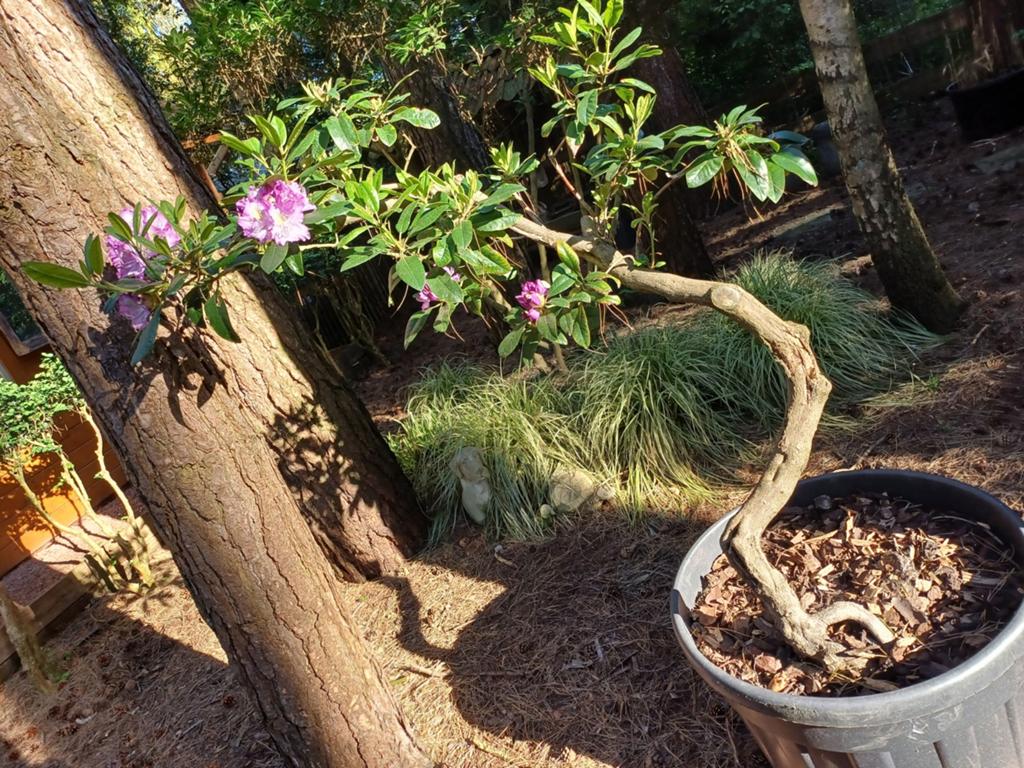 rhododendron, Ophalen