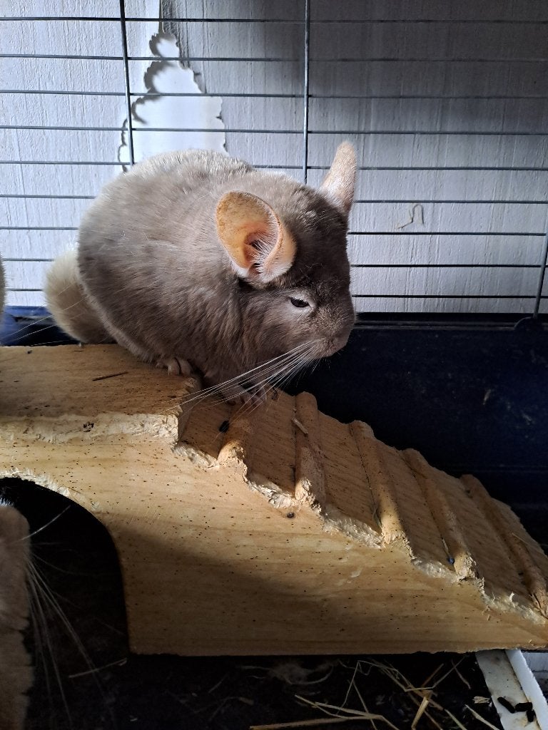 Chinchilla, Animaux & Accessoires, Chinchilla, Mâle, Mars, Domestique