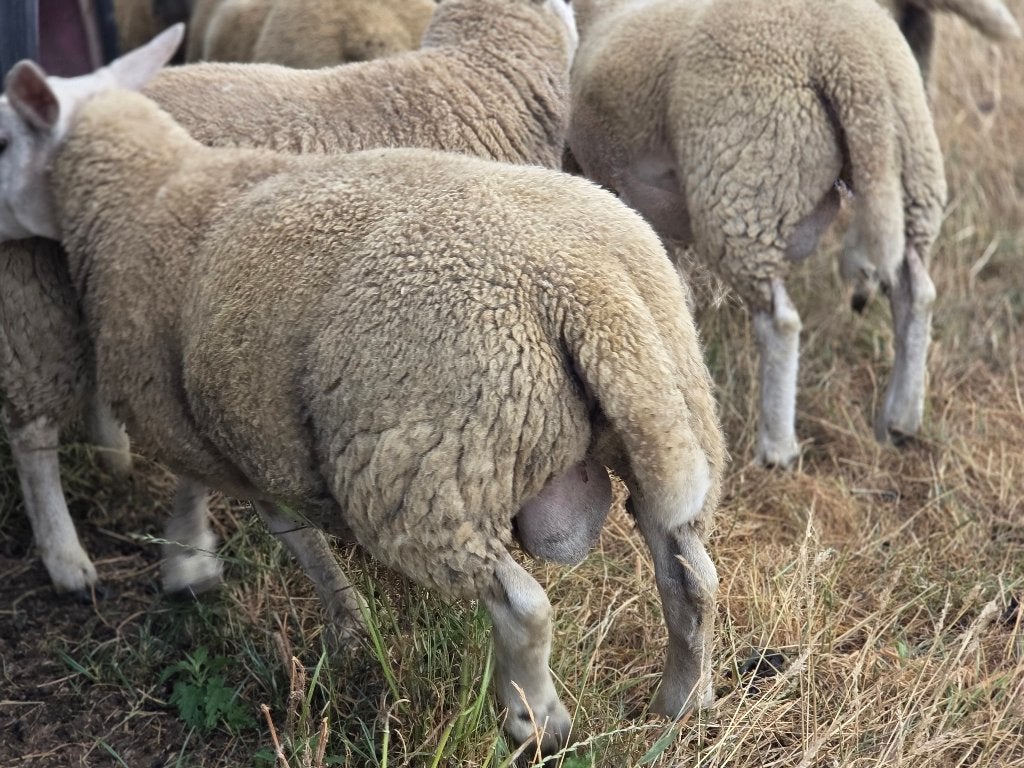 Jonge rammen tekoop, Dieren en Toebehoren, Mannelijk, Schaap, 0 tot 2 jaar