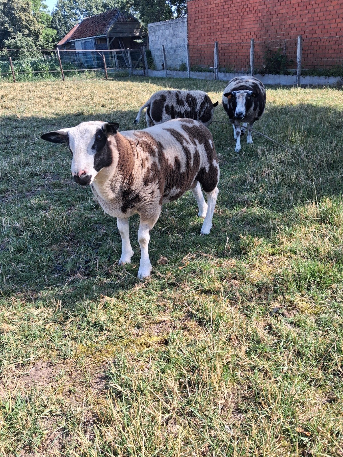 Baggerbonte bok , ram, Dieren en Toebehoren, Schapen, Geiten en Varkens