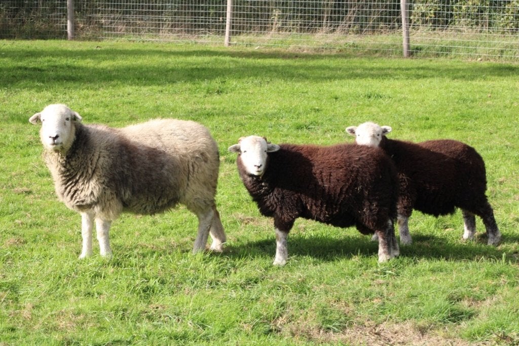 3 raszuivere Herdwick lammeren (samen of apart verkocht), Animaux & Accessoires, Plusieurs animaux, Mouton, 0 à 2 ans