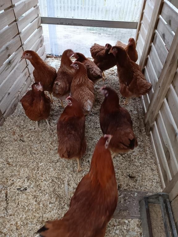 jonge bruine leghennen & 6 andere kleuren 0499/082381, Vrouwelijk, Kip
