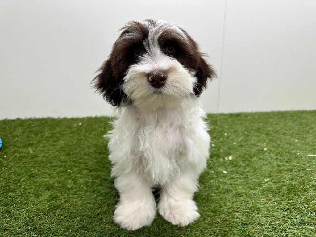 Havanezer pups, België, Overige rassen, 8 tot 15 weken, Parvo