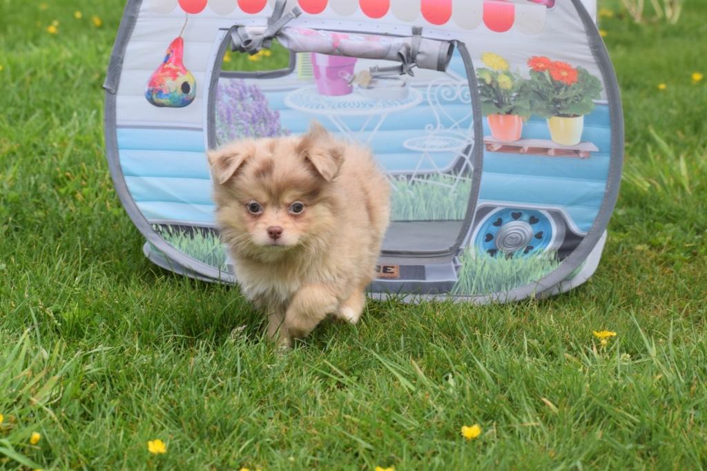 Chiots Pomchi = mélange de chihuahua et de pomérian, 15 semaines à 1 an, Étranger, Petit, Hépatite contagieuse (maladie de Rubarth)
