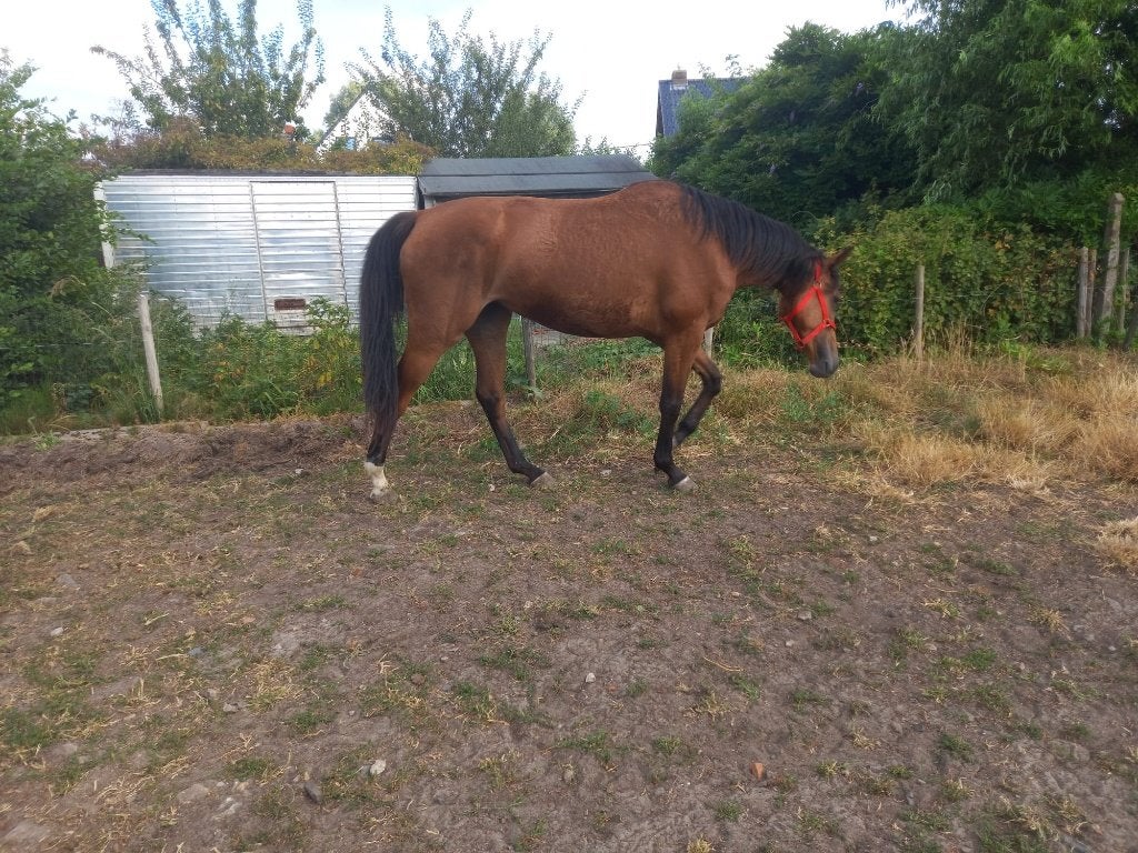 3 JAARSE EVENTING MERRIE 3450 EURO, Merrie, Springpaard, Met stamboom, 3 tot 6 jaar