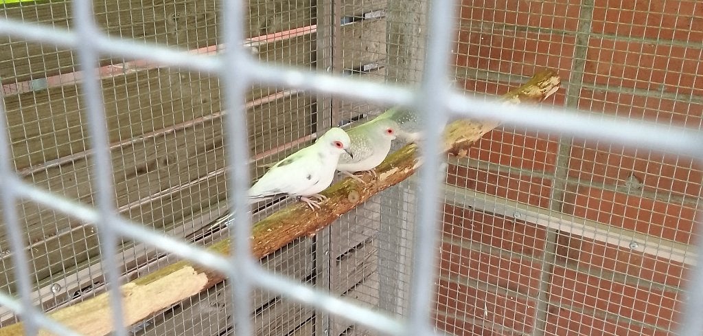 Diamant duifjes, Animaux & Accessoires, Oiseaux | Pigeons, Plusieurs animaux, Autres espèces