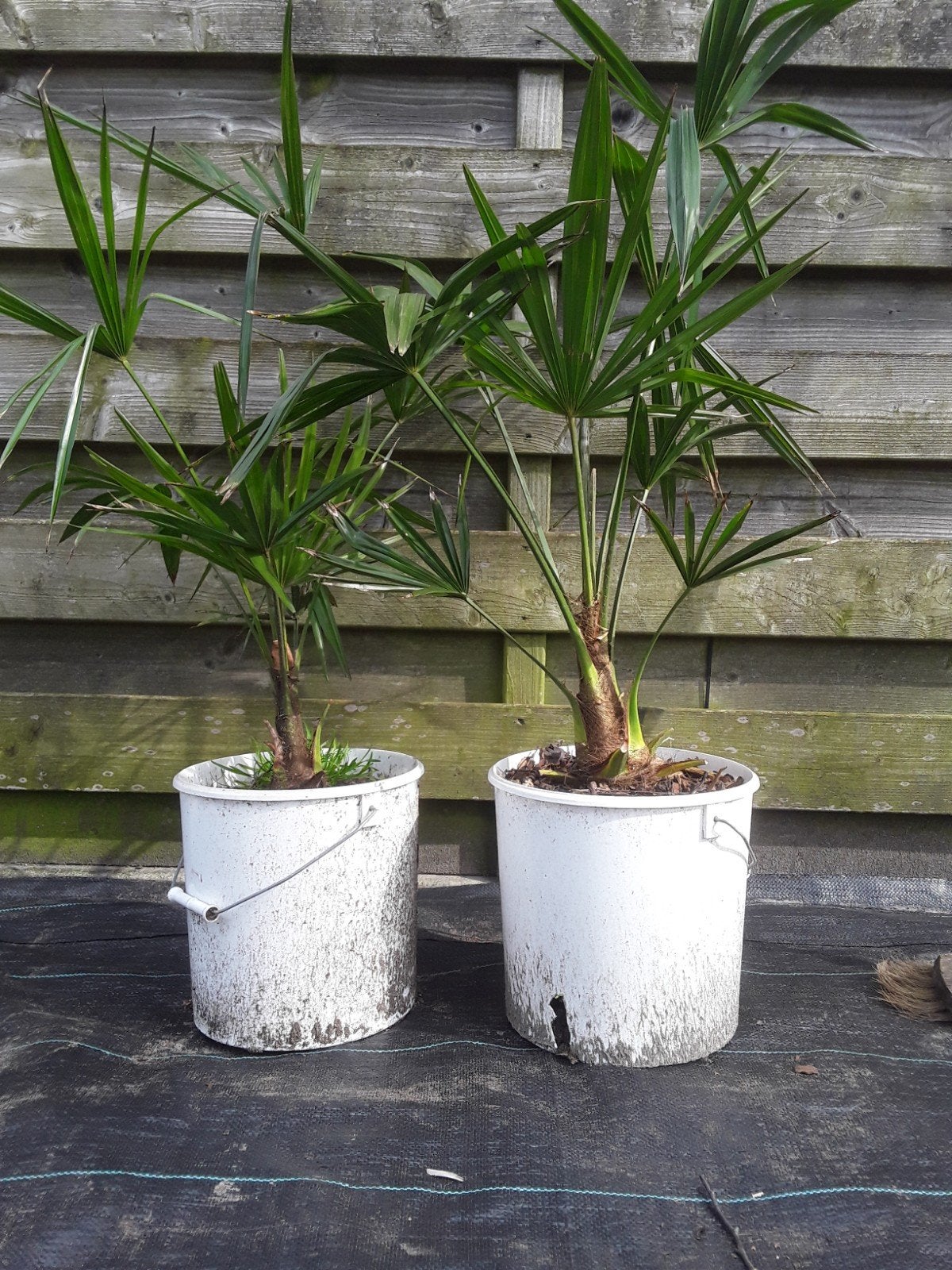 Trachycarpus fortunei, Tuin en Terras, Ophalen, Zomer