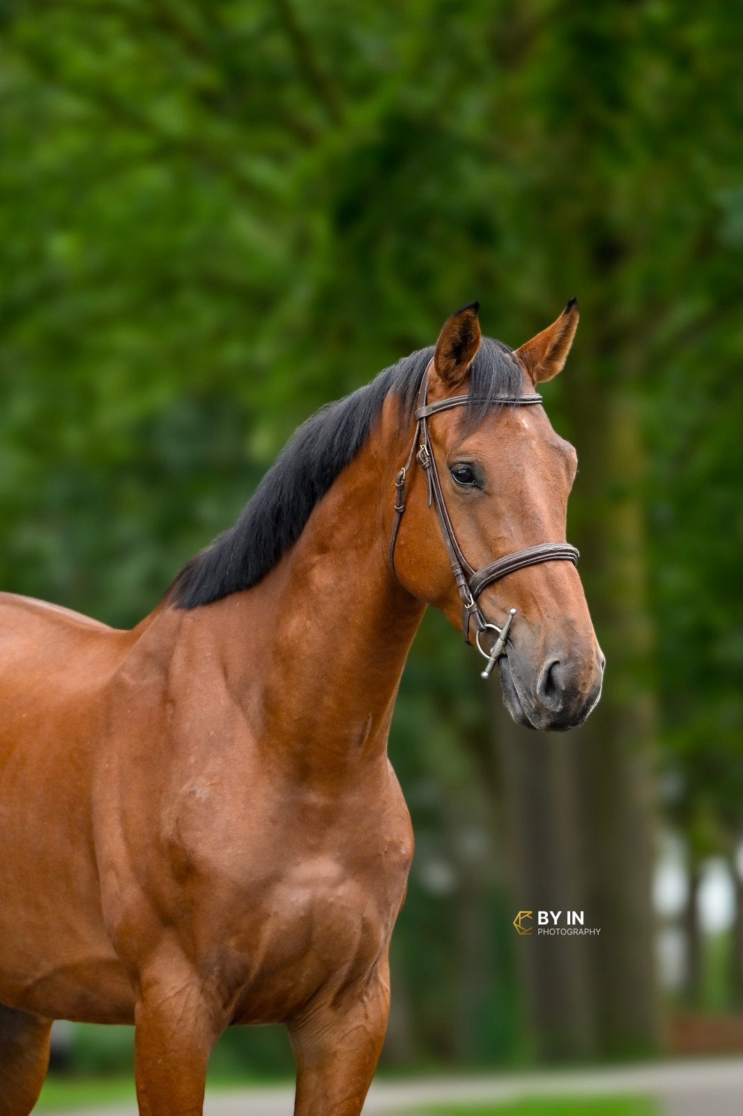 Springpaard, Dieren en Toebehoren, Springpaard, Met stamboom, Ruin, M