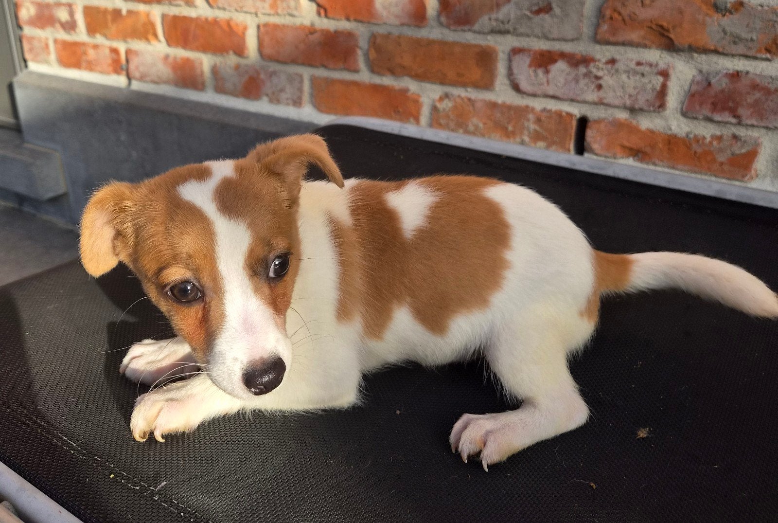 Jack russel pups zoeken warm nestje, Animaux & Accessoires, Maladie de Carré (chiens), Plusieurs, Belgique, Plusieurs animaux
