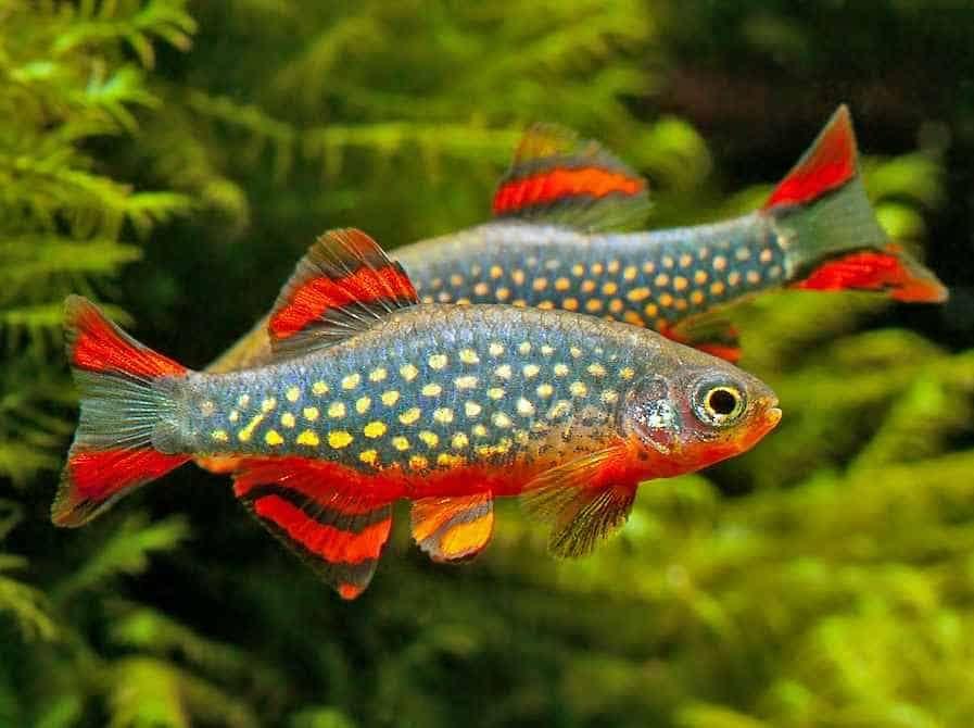Hobbyaquarium vissen/planten/garnalen 30/31 mei overzicht, Dieren en Toebehoren, Vissen | Aquariumvissen, Vis, Zoetwatervis