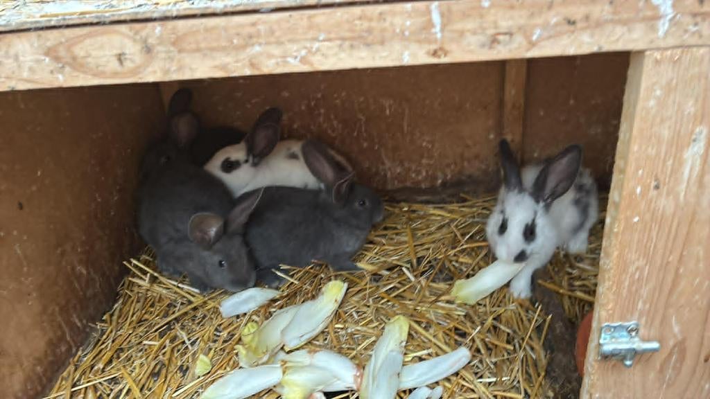 lapin, Dieren en Toebehoren, Konijnen, Meerdere dieren, Middelgroot, 0 tot 2 jaar