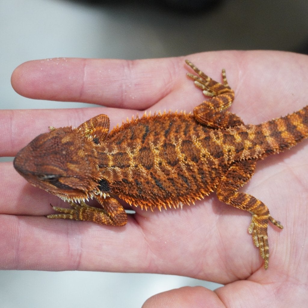 baardagamen 'red monster", Hagedis, 0 tot 2 jaar