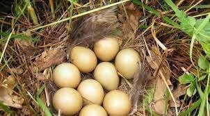 Broedse hen voor uitbroeden fazanten eieren, Dieren en Toebehoren, Vrouwelijk, Kip