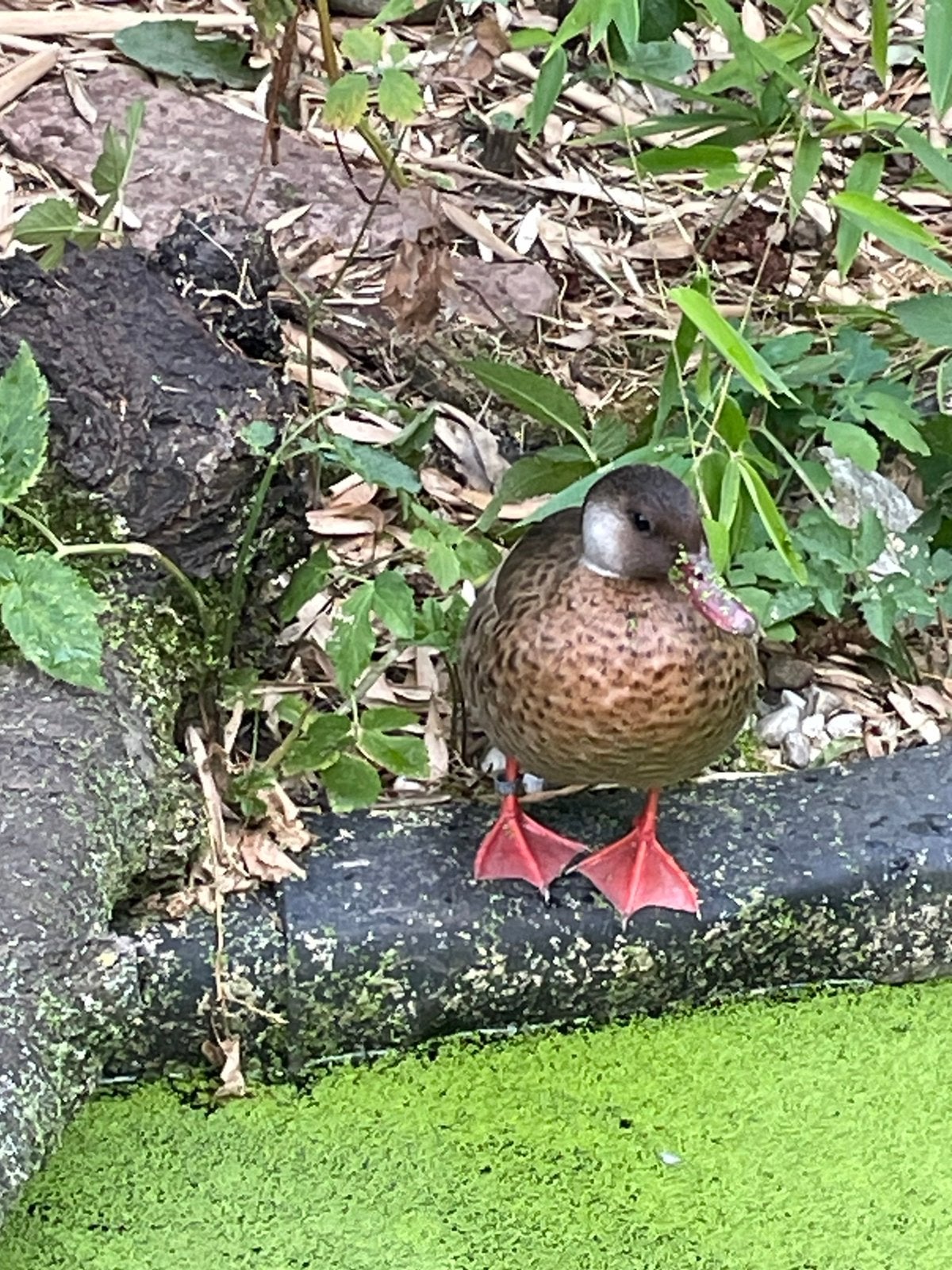 Braziliaanse taling, Dieren en Toebehoren, Pluimvee, Mannelijk, Eend