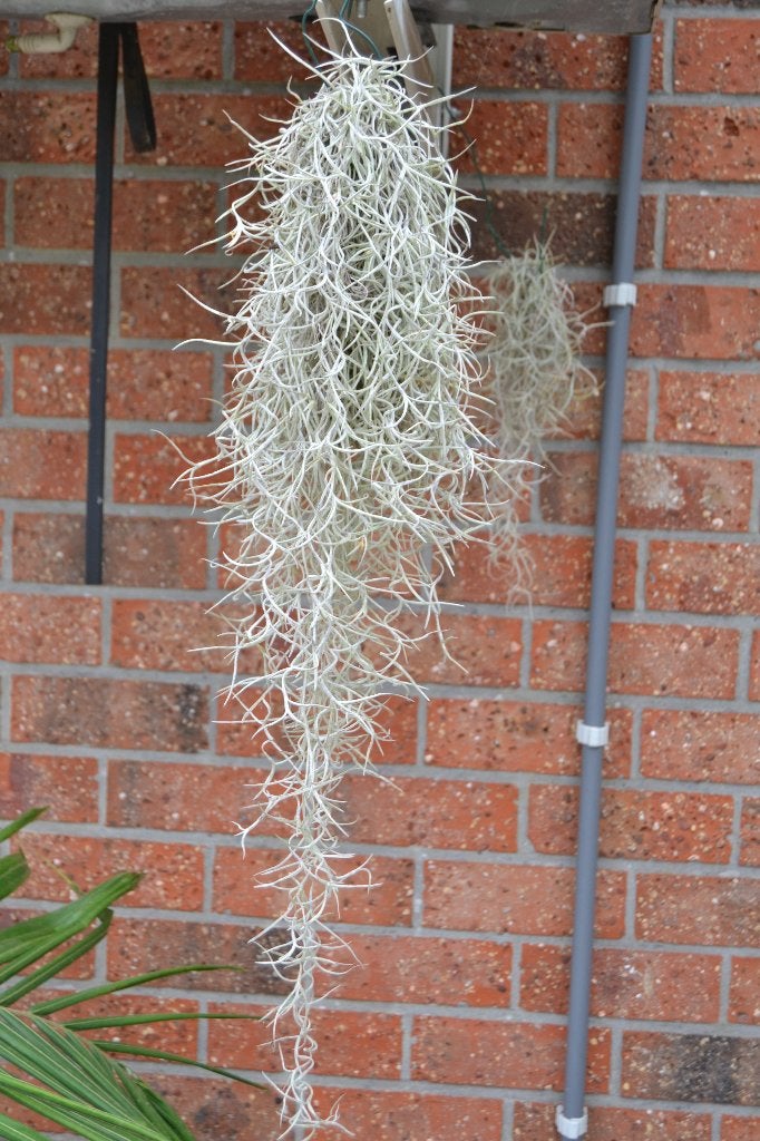 tillandsia usneoides of spaans mos, Tuin en Terras, Vaste plant, Ophalen of Verzenden, Klimplanten, Volledige schaduw
