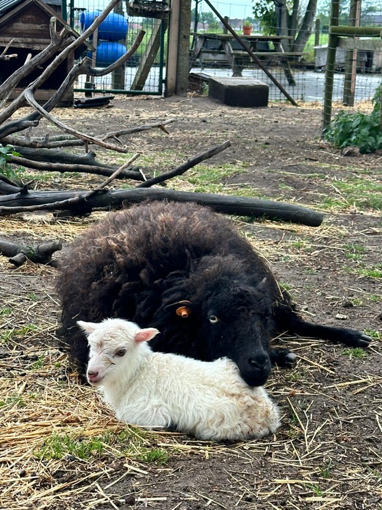 ouessant schaap lammetje ooi, Schaap
