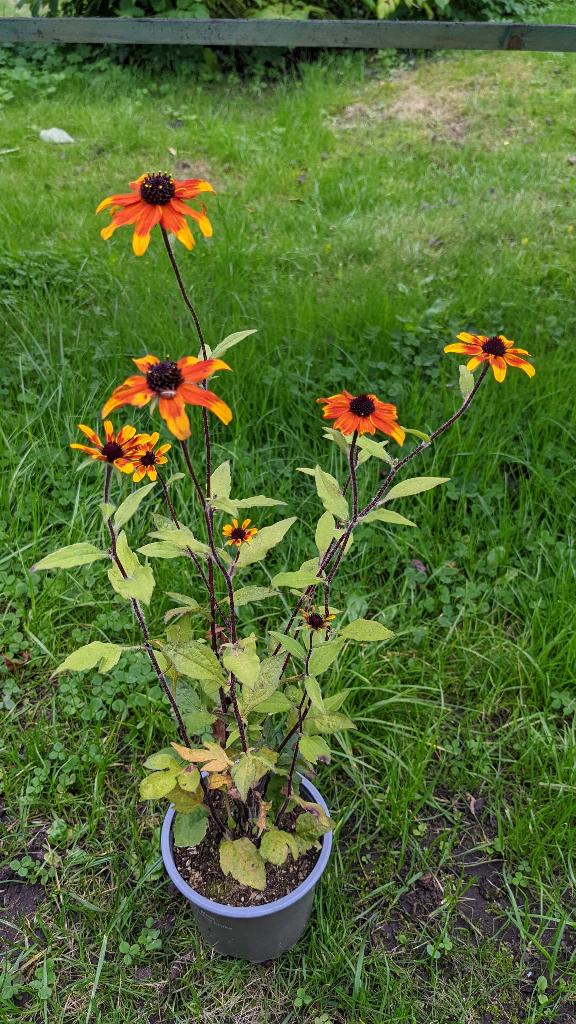 Rudbeckia 'Prairie Glow' (10st voor 20€), Enlèvement