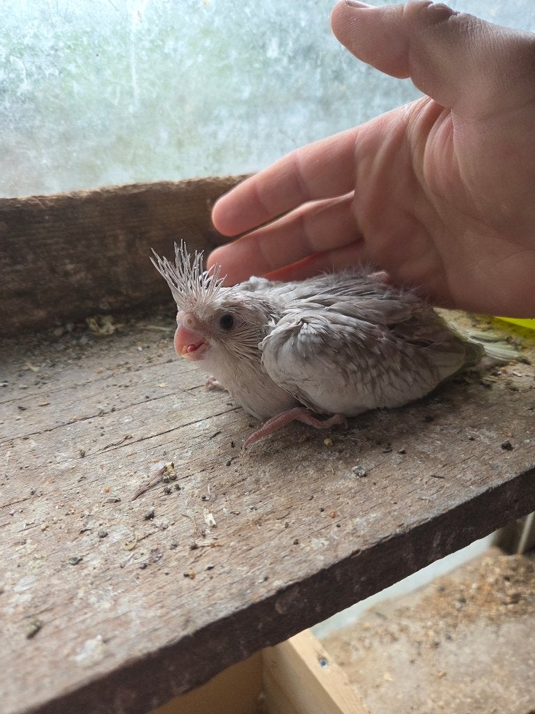 Calopsittes, Animaux & Accessoires, Oiseaux | Perruches & Perroquets
