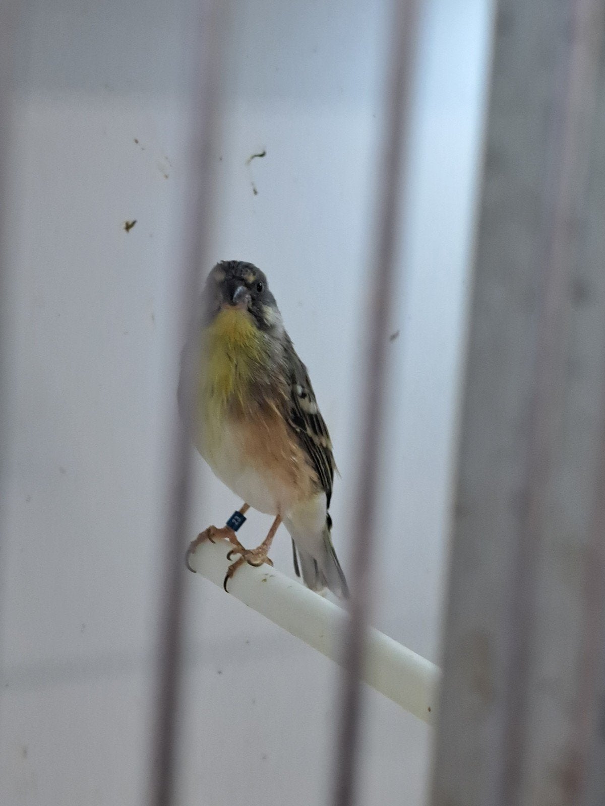 citroenborstedelzangers, Dieren en Toebehoren, Vogels | Overige Vogels