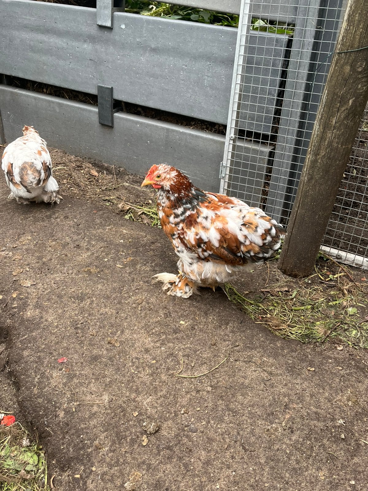 Cochin haan, Dieren en Toebehoren