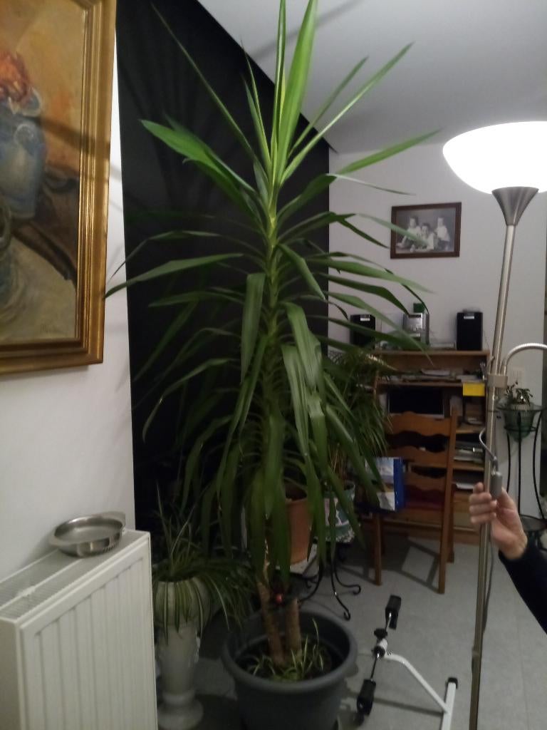 Yucca plant 2m20, Huis en Inrichting, Kamerplanten, Ophalen, 200 cm of meer, Halfschaduw, In pot