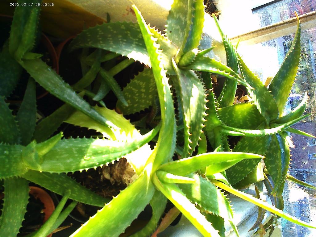 Aloë breedbladig en andere, Huis en Inrichting, Kamerplanten, Overige soorten, Minder dan 100 cm, Bloeiende kamerplant, Halfschaduw