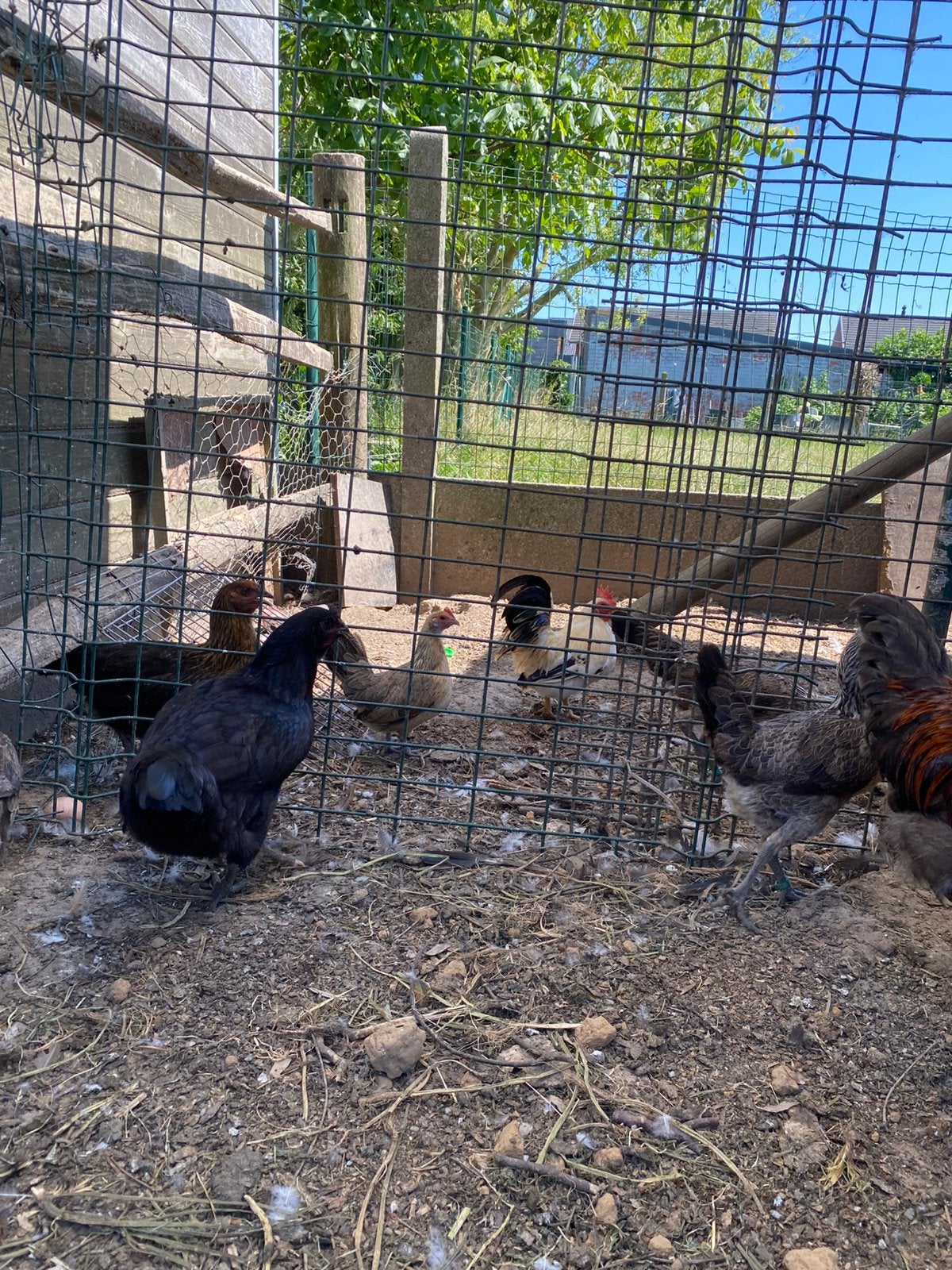 Legkipen, Dieren en Toebehoren, Vrouwelijk, Kip