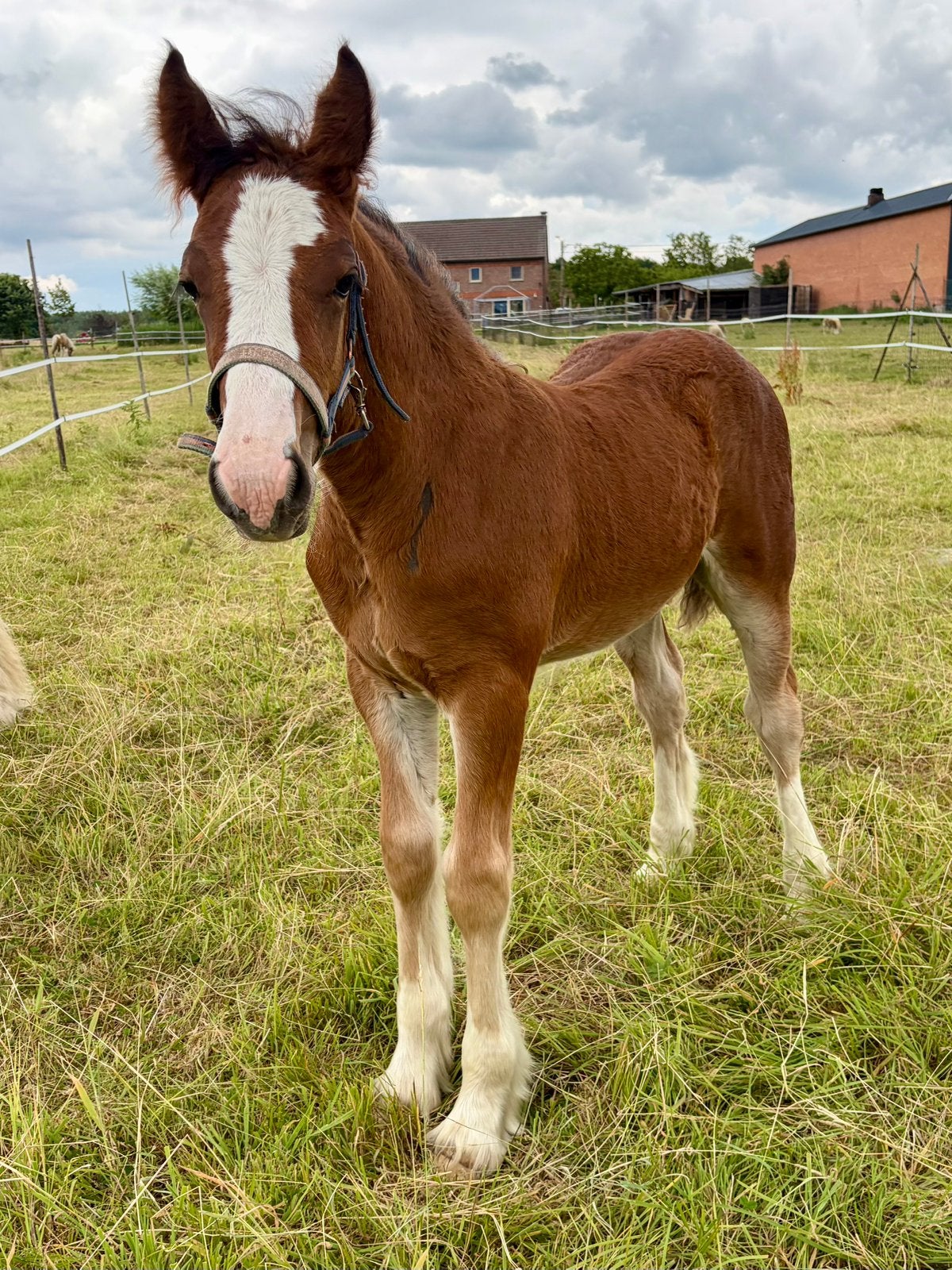 Tinker hengstveulen zoekt, Animaux & Accessoires, Poneys, Poney de récréation, Avec pedigree, Étalon, 0 à 2 ans