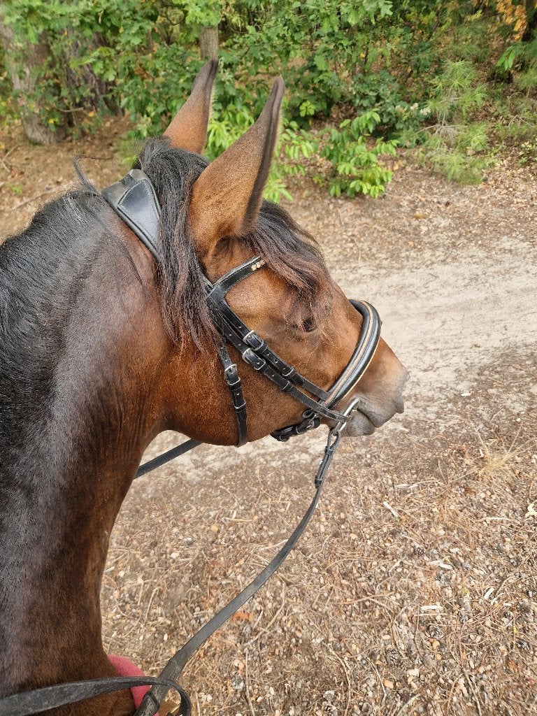 Spaanse merrie te koop, Dieren en Toebehoren, Merrie, Met stamboom, L, 7 tot 10 jaar