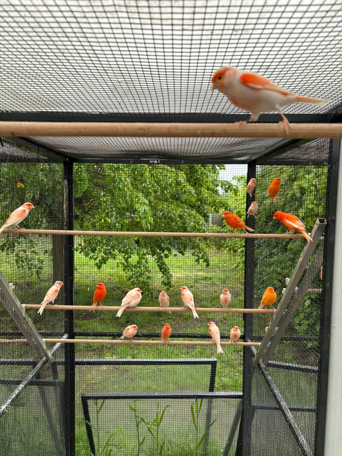 Kanaries, Dieren en Toebehoren, Vogels | Kanaries