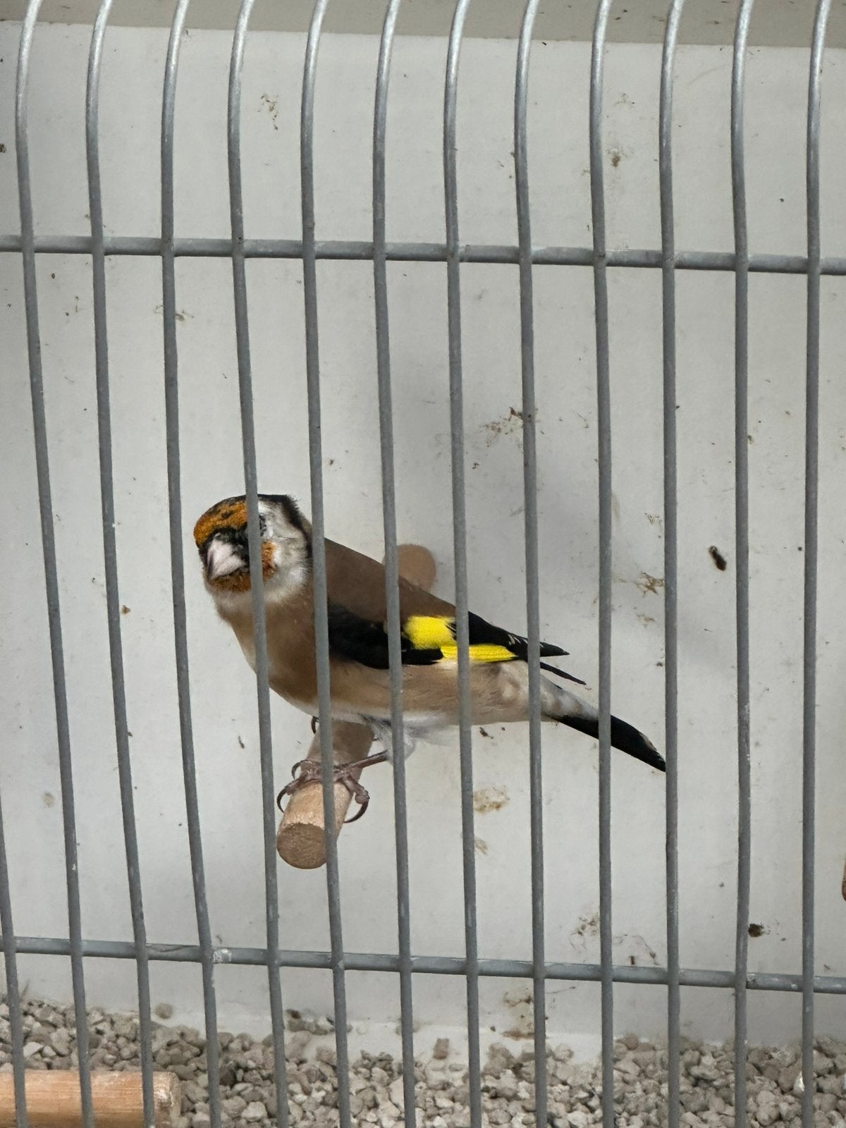 Kleine putter / distelvink, Dieren en Toebehoren, Geringd