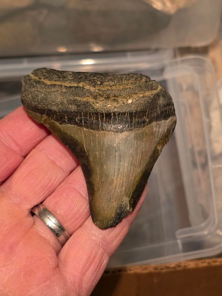 Prachtige megalodon tand uit hoevenen antwerpen, Ophalen of Verzenden, Fossiel