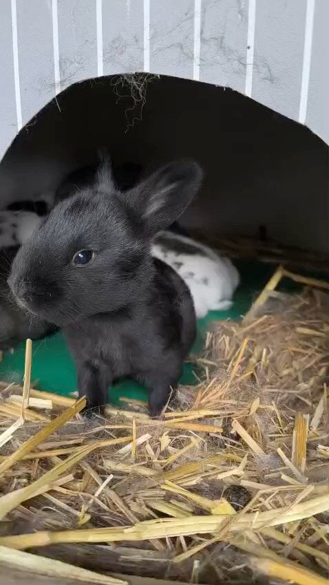 Konijntjes, Dieren en Toebehoren
