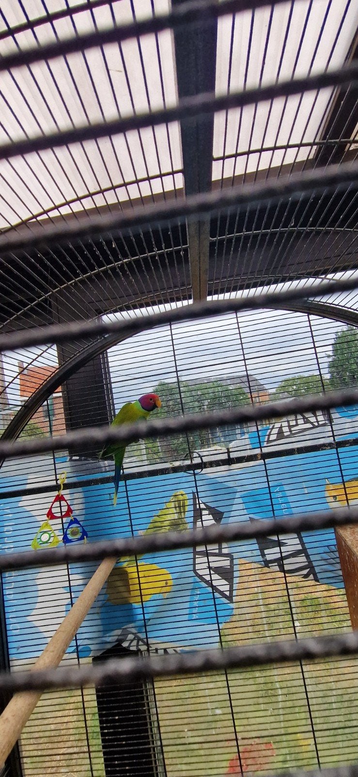 perruche à tête de pruneau, Mâle, Perruche, Bagué