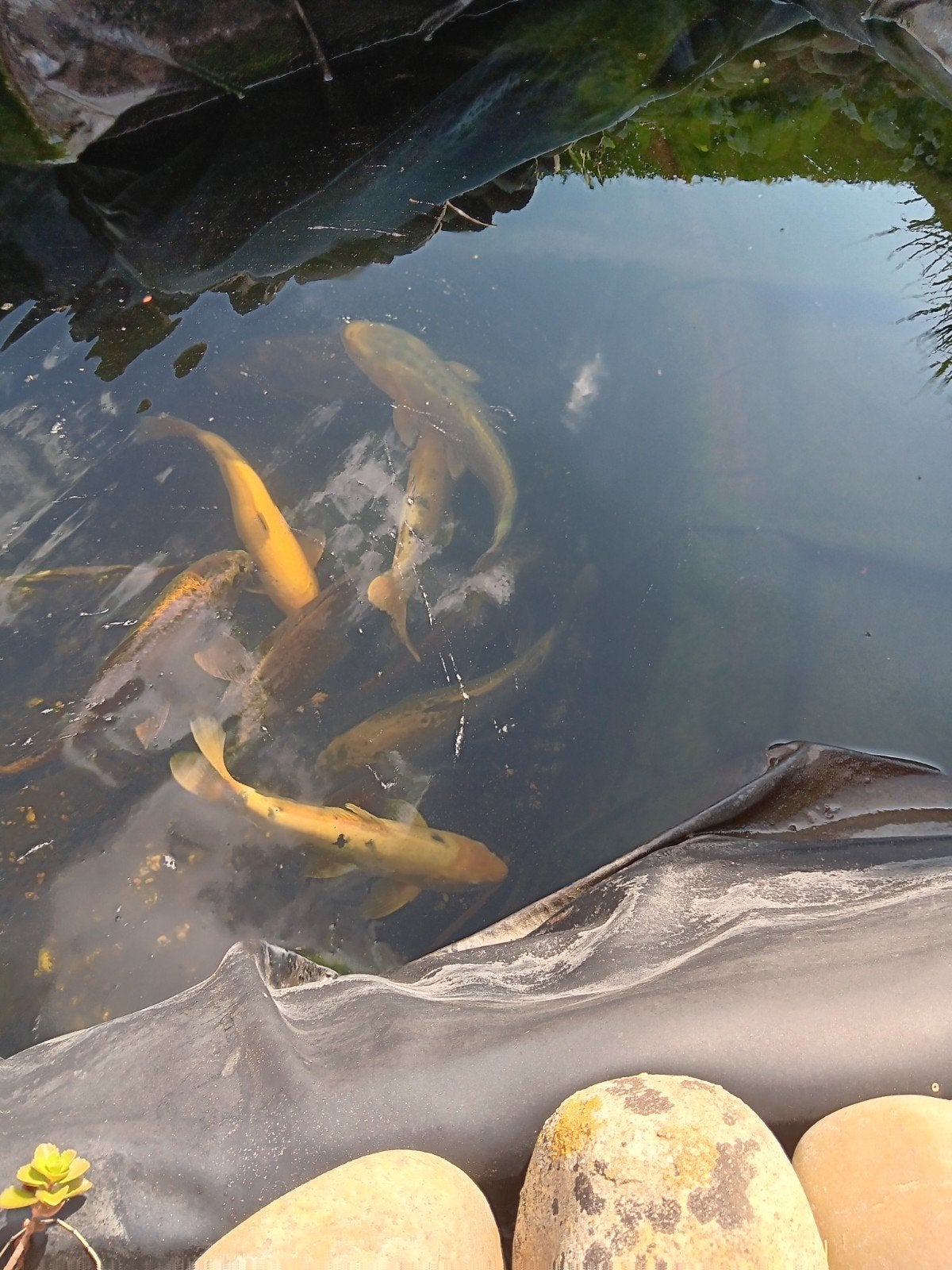 5 koi,s te koop voor de spotprijs  van 50 euro