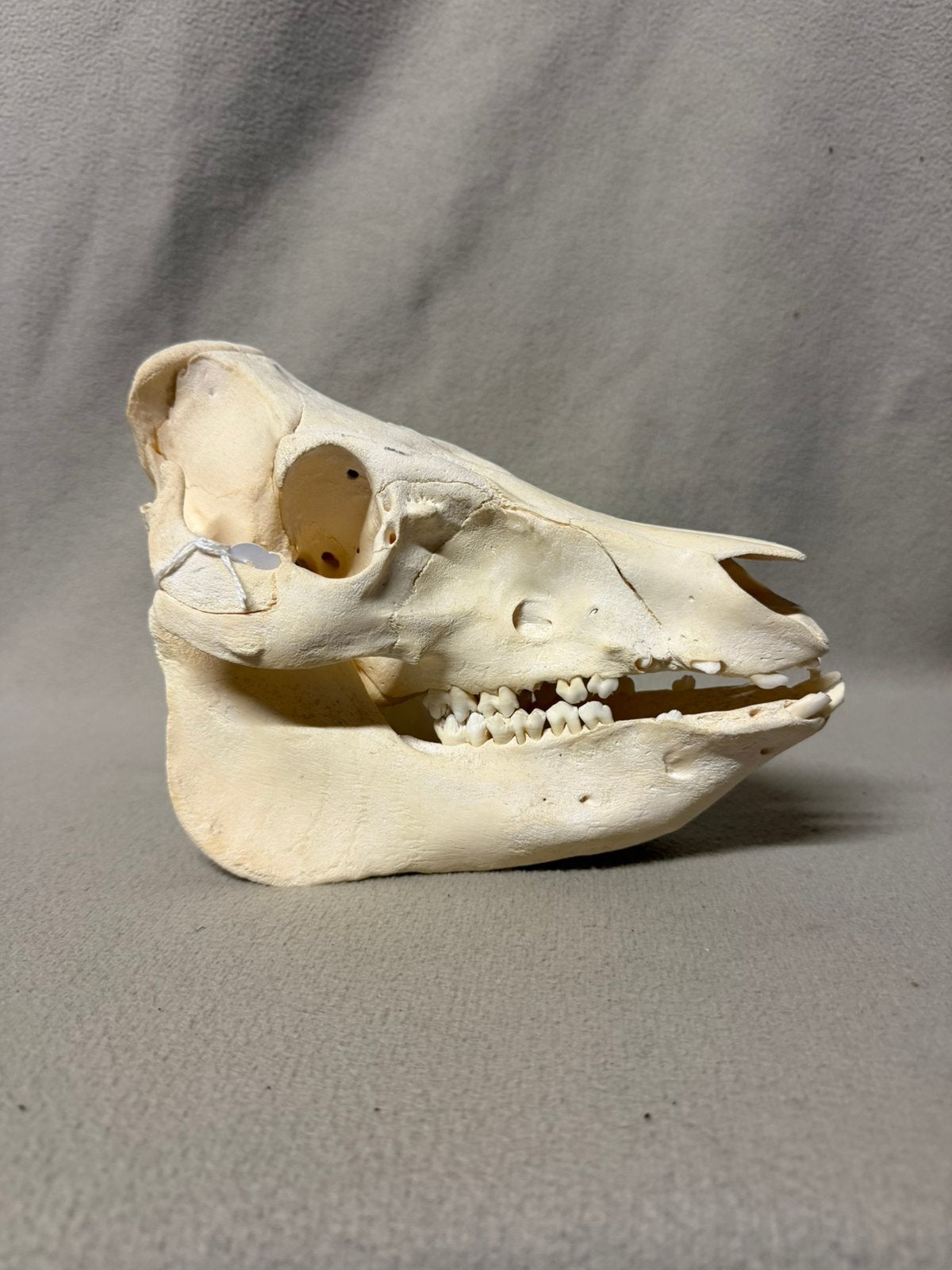 Schedel varken, Verzamelen, Dierenverzamelingen, Ophalen of Verzenden, Schedel
